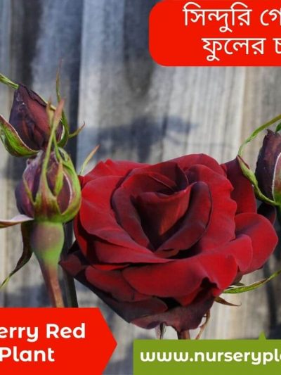 লাল গোলাপ, golap ful