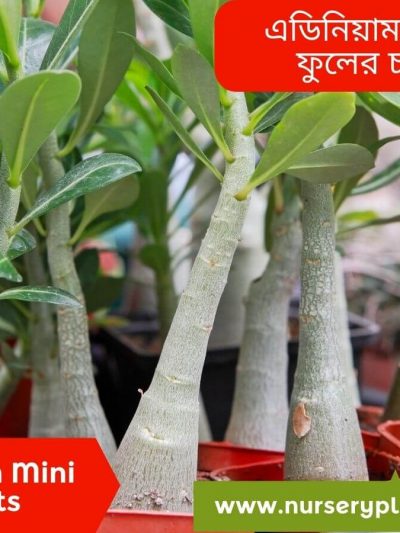 এডেনিয়াম