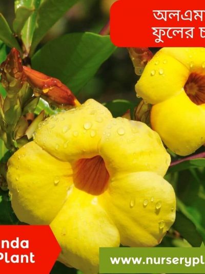 অলকানন্দা ফুল গাছ