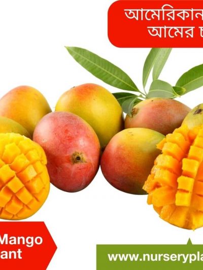 Alphonso Mango