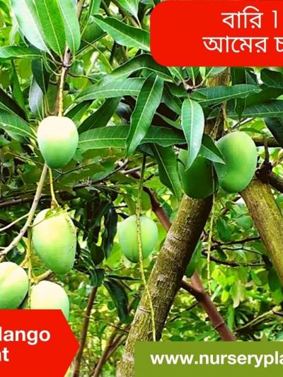 Bari 11 Mango