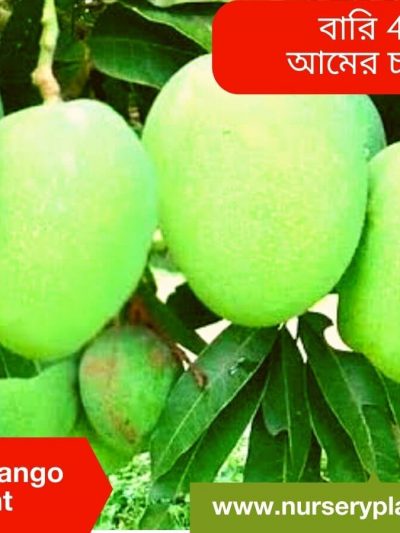 Bari 4 Mango