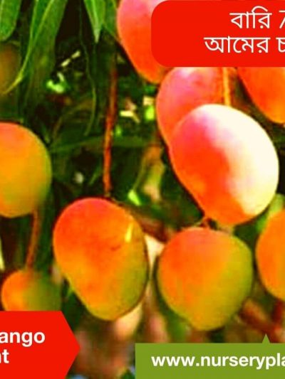 Bari 7 Mango