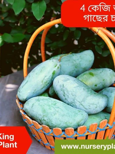Brunei King Mango