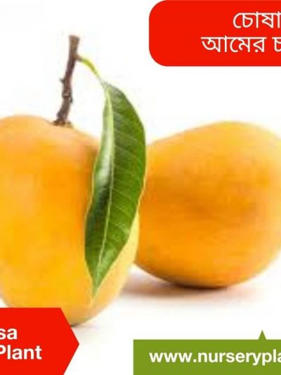 Chausa Mango Tree For Sale