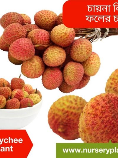 চায়না ৩ লিচু