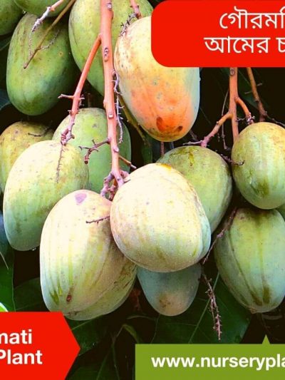 Gouromati Mango
