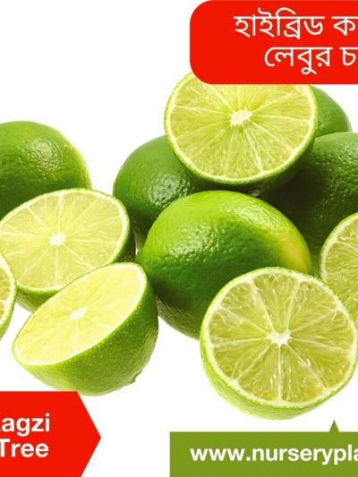 হাইব্রিড কাগজী লেবু