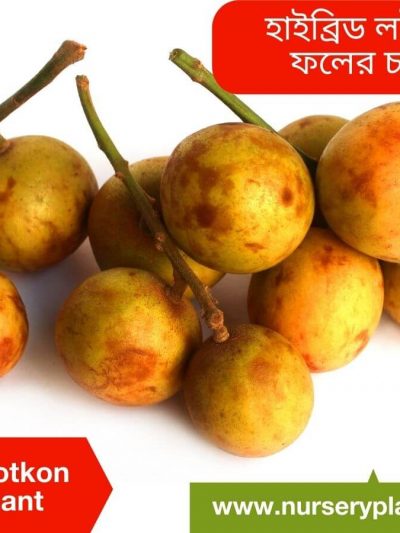 লটকন ফল