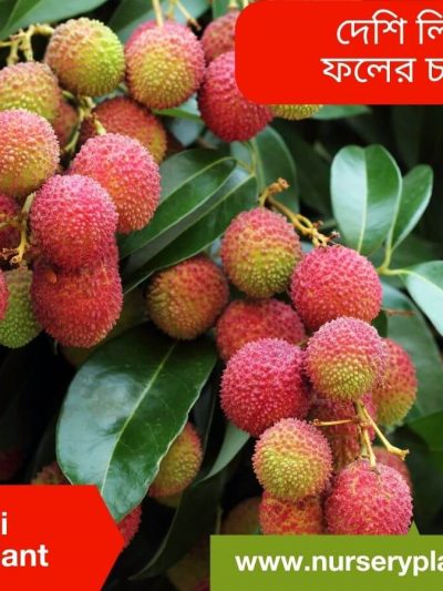 লিচু গাছ