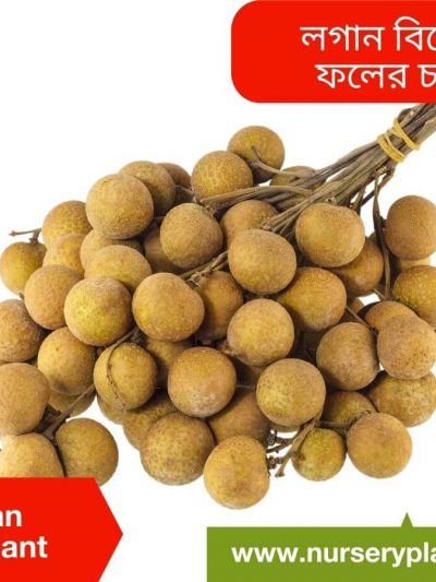কাঠলিচু