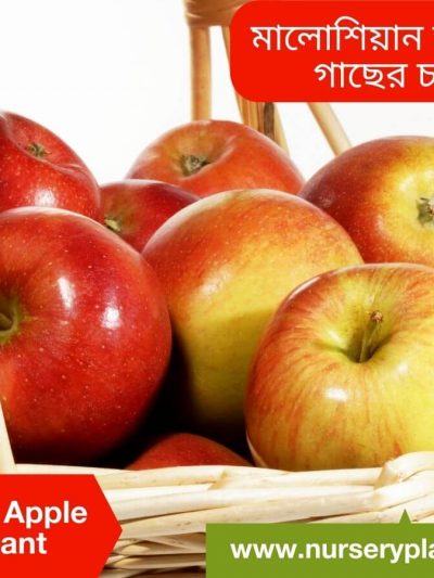 মালয়েশিয়ান আপেল