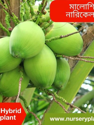 নারিকেল গাছের ছবি