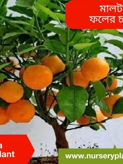 মালটা, ,মালটা লেবু গাছ