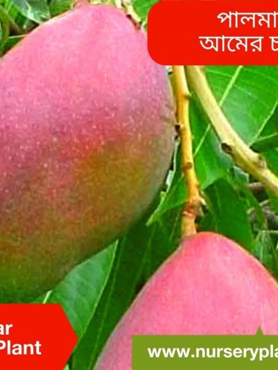 Palmar Mango