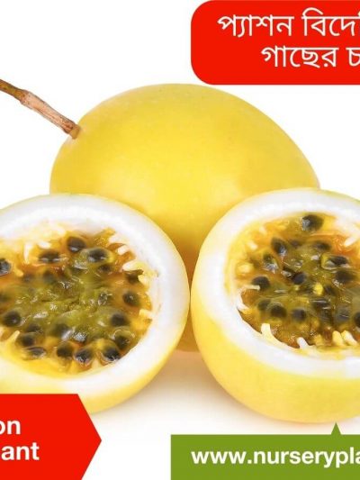 Passion Fruit