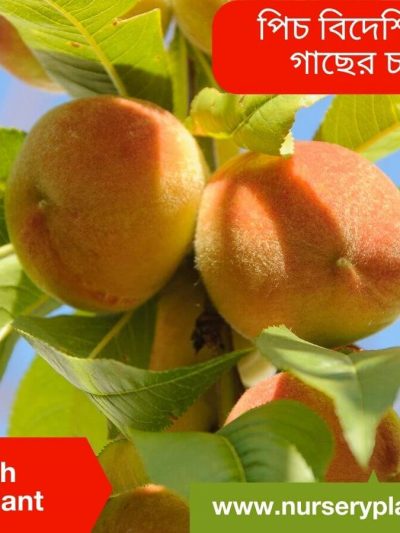 পিচ ফলের ছবি