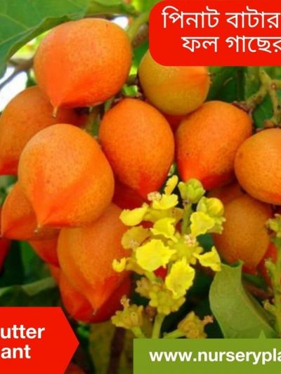 পিনাট বাটার