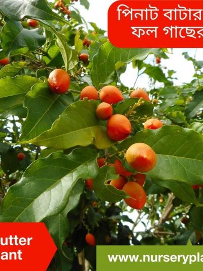 পিনাট বাটার গাছ