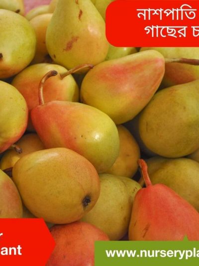 নাশপাতি