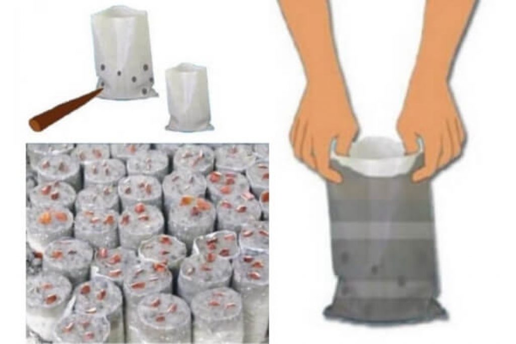 পলিব্যাগ নার্সারি