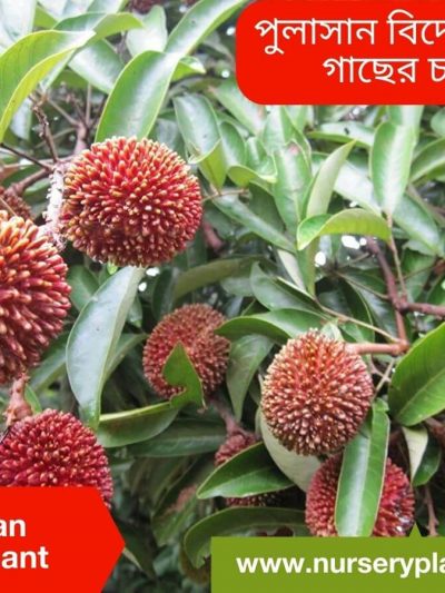 pulasan
