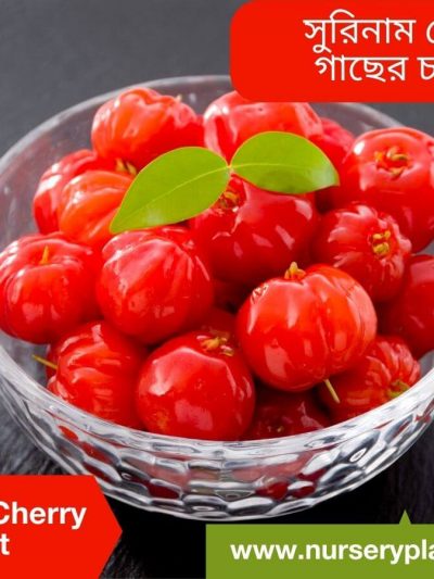 চেরি ফল