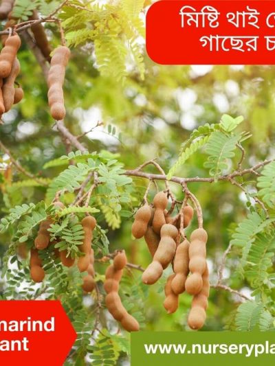 āĻĨāĻžāĻ āĻŽāĻŋāώā§āĻāĻŋ āϤā§āĻāϤā§āϞ āĻāĻžāĻ