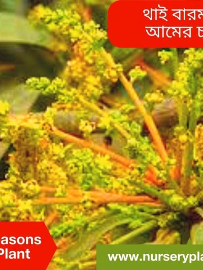 Baromasi Mango