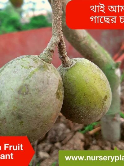 আমড়া গাছের চারা