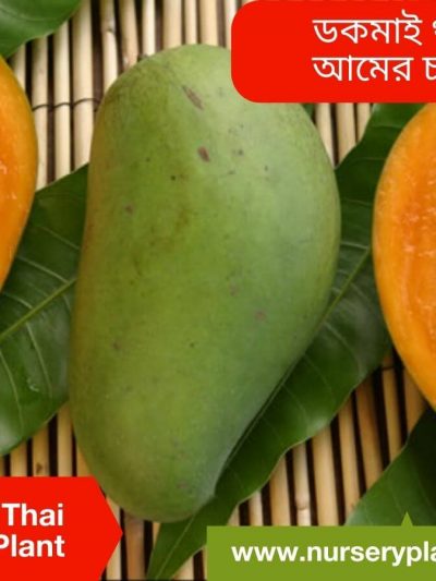 Dokmai Mango Tree