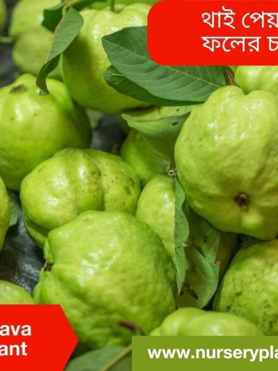 থাই পেয়ারা