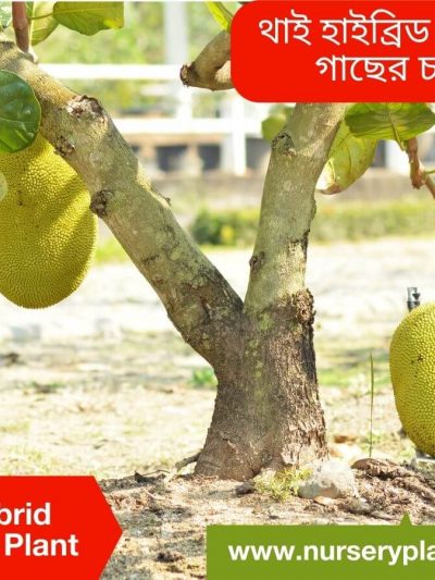 কাঁঠাল গাছ