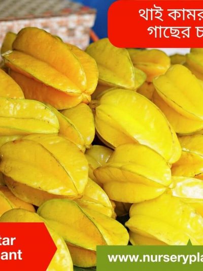 থাই কামরাঙ্গা