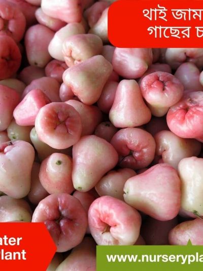 জামরুল, jamrul, jaamrul, jamrul gachh