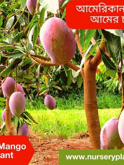 Alphonso Mango Tree for Sale