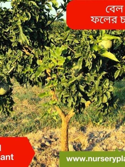 বেল গাছ