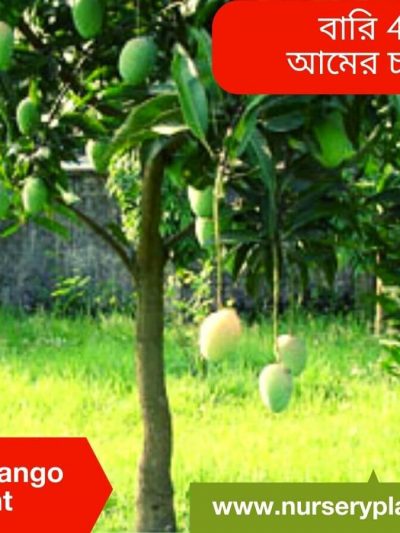 Bari 4 Mango