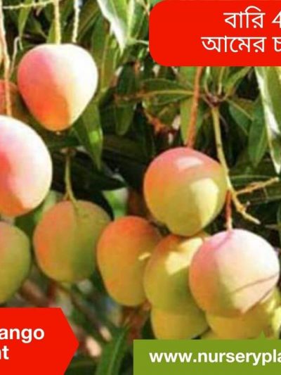 Bari 7 Mango