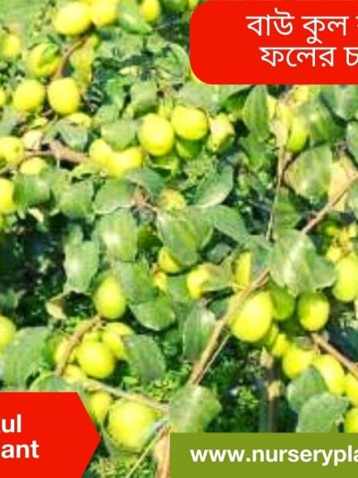 বরই গাছ