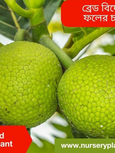 Bread Fruit Tree