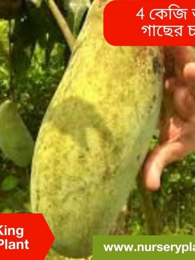 Brunei King Mango