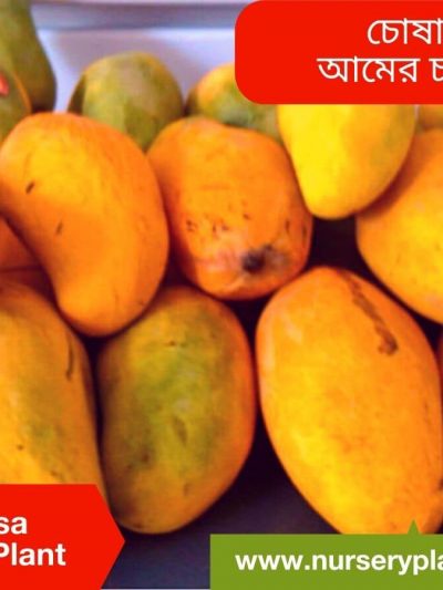 Chausa Mango