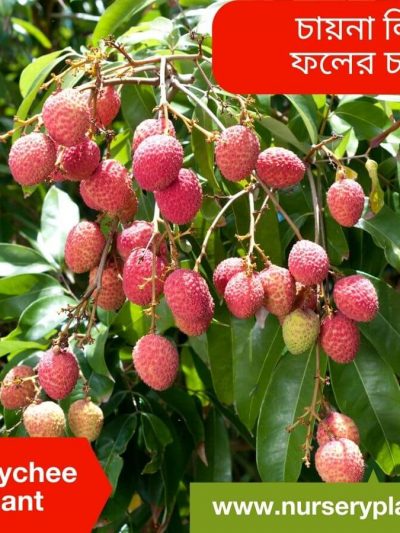 চায়না ৩ লিচু গাছ