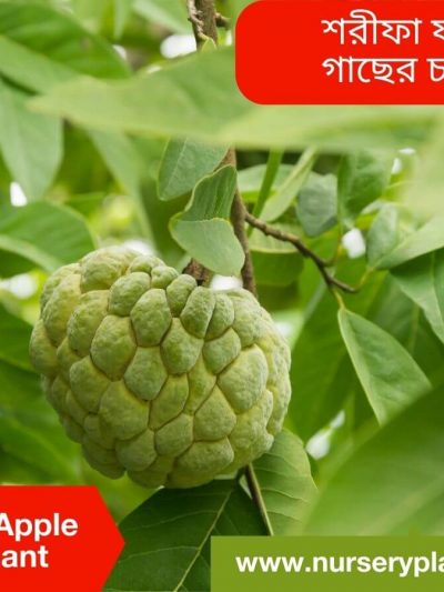 আতা ফল