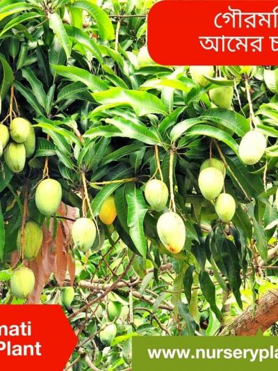 গৌরমতি আম