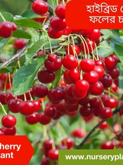চেরি ফল