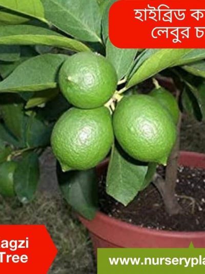 কাগজী লেবু