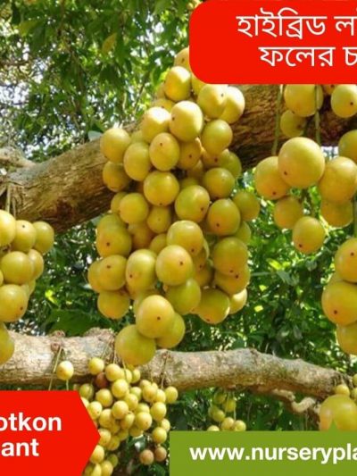 লটকন ফল গাছ