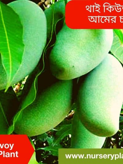Q Mango
